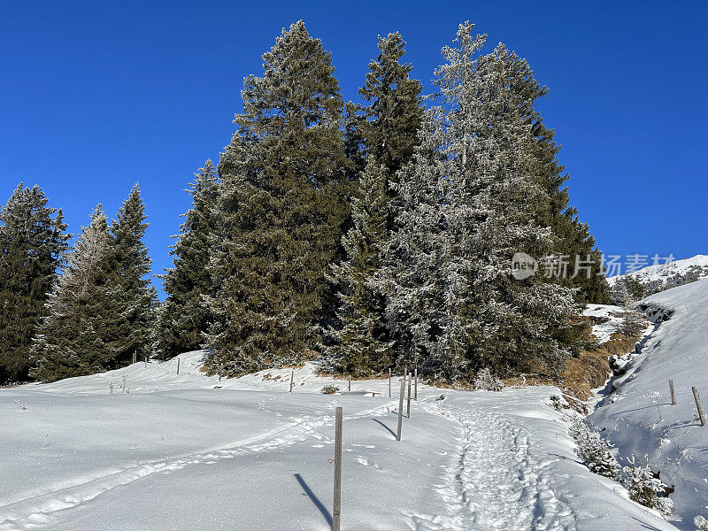 瑞士阿尔卑斯山脉旅游胜地Valbella和Lenzerheide的冬季降雪后，风景如画的高山树木树冠在典型的冬季气氛中。格里松州，瑞士/瑞士